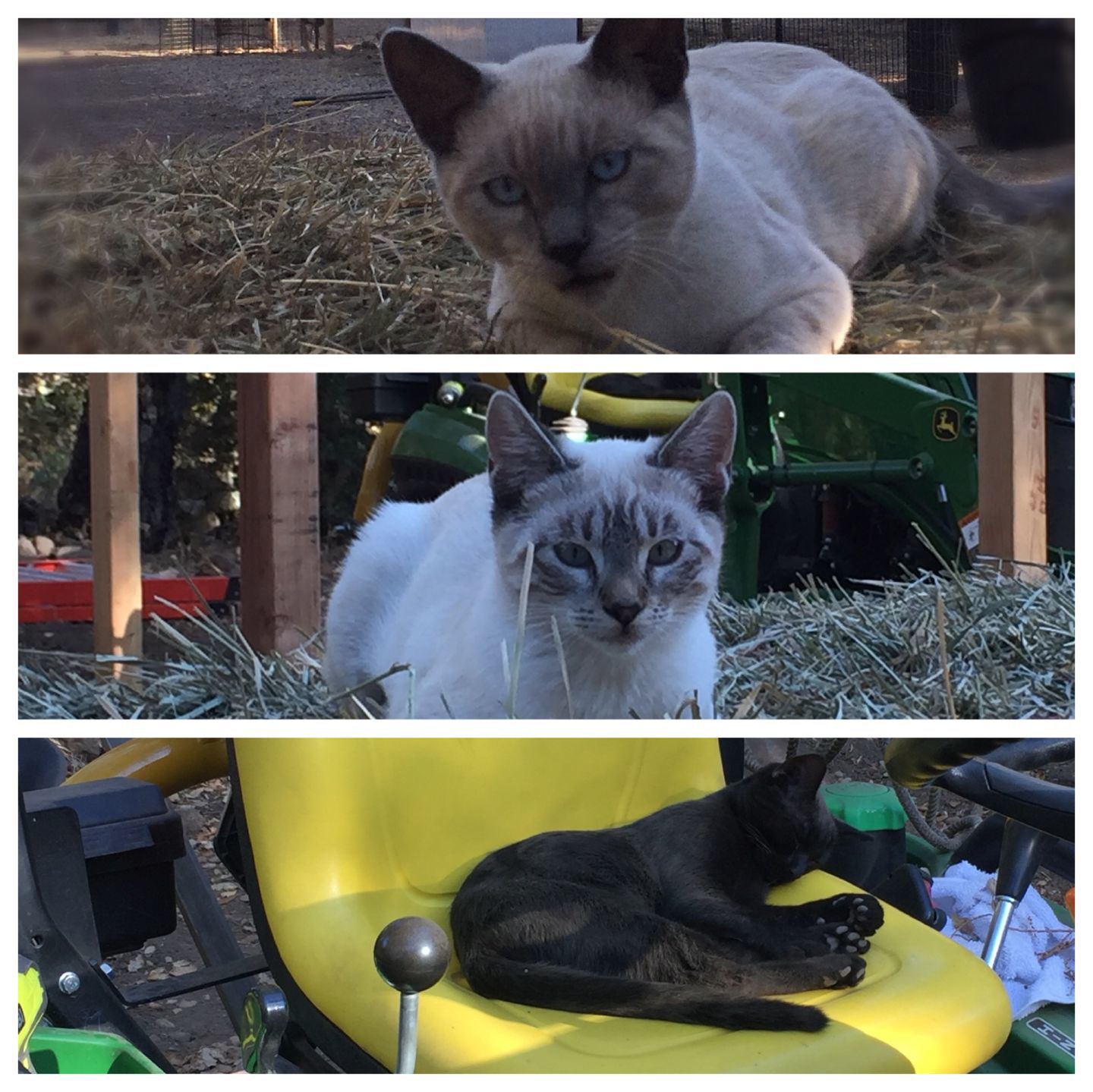 Pic of the Litter: Casper, Binx, Pearl